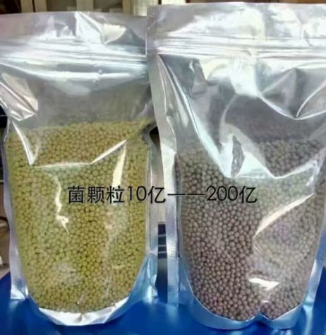 點(diǎn)擊查看詳細(xì)信息<br>標(biāo)題：枯草芽孢桿菌菌劑顆粒 閱讀次數(shù)：3842