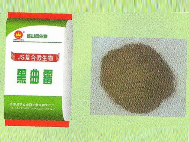 點(diǎn)擊查看詳細(xì)信息<br>標(biāo)題：黑曲霉 閱讀次數(shù)：2548