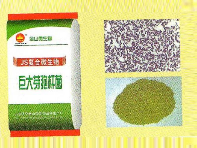 點(diǎn)擊查看詳細(xì)信息<br>標(biāo)題：巨大芽孢桿菌 閱讀次數(shù)：2433